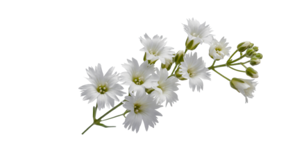 Delicate white wildflowers add soft elegance to any design, perfect for wedding or spring themes