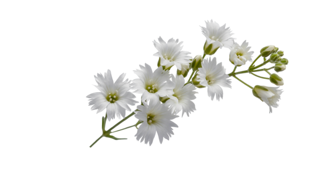 Delicate white wildflowers add soft elegance to any design, perfect for wedding or spring themes
