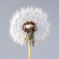 Dandelion Seed Head Close-up Composition, White Background, Nature Photography, Dandelion Clock Dandelion, Seeds    high resolution   for isolate image