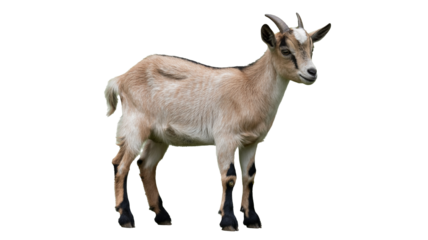 Adorable goat poses gracefully showing off unique markings for farm animal themed projects and educational content