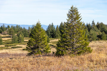 Landscape of Vitosha Mountain at Platoto area, Bulgaria