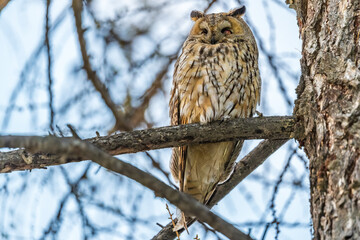 Long-eared owl (Asio otus), looking forward with wide opened eyes
