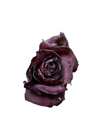 dried single purple rose png 