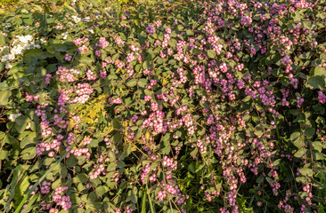 Fototapeta premium Bunch of pink flowers are growing in a garden