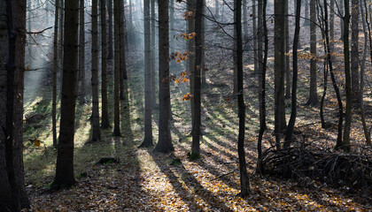 Obraz premium dark misty forest panorama fantasy halloween landscape