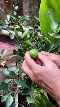 A woman picks green lime from a branch. Limes are a rich source of vitamin C, are sour, and are often used to accent the flavours of foods and beverages.