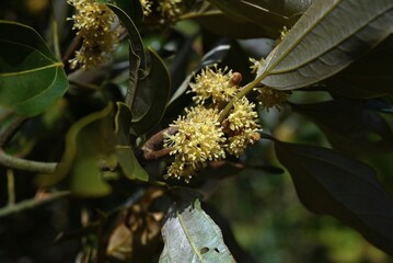 Neolitsea sericea (Japanese name Shirodamo) flowers. Lauraceae evergreen. It is dioecious, with pale yellow flowers blooming next to the leaves, and only female trees produce berries.