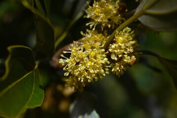 Neolitsea sericea (Japanese name Shirodamo) flowers. Lauraceae evergreen. It is dioecious, with pale yellow flowers blooming next to the leaves, and only female trees produce berries.