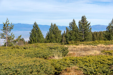 Landscape of Vitosha Mountain at Platoto area, Bulgaria