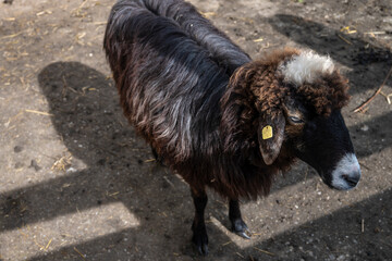 Sheep in the farm. Black sheep on the farm. Farm animals.