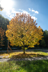 Autumnal tree with yellow leaves on a background of blue sky