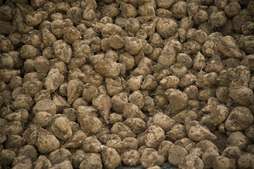 Bétraves en picardie