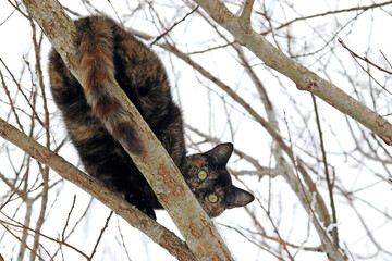 Eine hübsche schwarz-braune Schildpatt-Katze sitzt kopfüber auf einem Baum