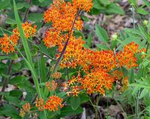 A macro of the flower clusters of Butterfly weed, Asclepias tuberosa, a bright orange milkweed that attracts pollinators and is host plant for the Monarch and Queen butterfly caterpillars. 