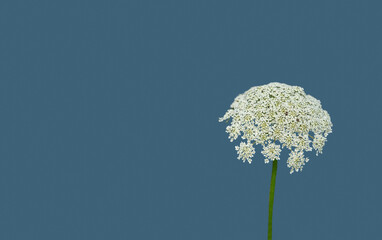 Close-up of Queen Anne's lace, Daucus carota, isolated against a soft blue background. Features...