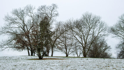 A winter landscape featuring several bare deciduous trees with a light dusting of snow on the ground. The bare branches are silhouetted against a bright overcast sky. 