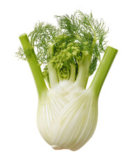 Close-up of fresh fennel bulb with vibrant green fronds