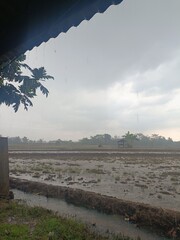 cloudy sky over a vast, damp rice field, with a few birds flying around