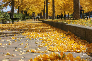 イチョウの落ち葉