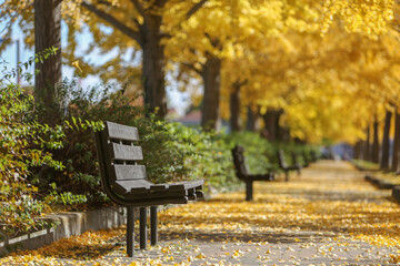 イチョウ並木がある公園のベンチ