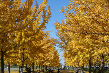 イチョウの紅葉と秋晴れ