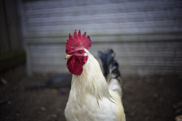 chicken in chicken coop