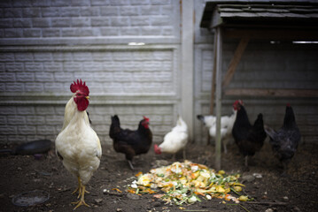 chicken in chicken coop