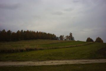 field with a road and trees