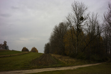 field with a road and trees