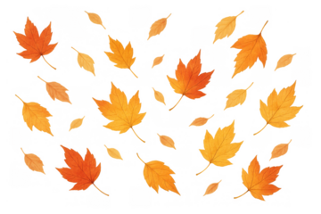 Autumn leaves falling, maple tree foliage creating a vibrant seasonal pattern on transparent background