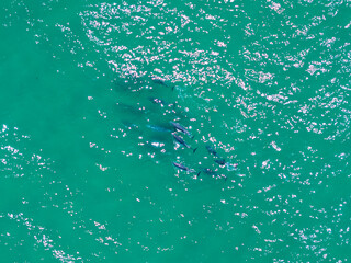 Aerial views of a pod of common dolphins swimming under the surface near the Gold Coast coastline