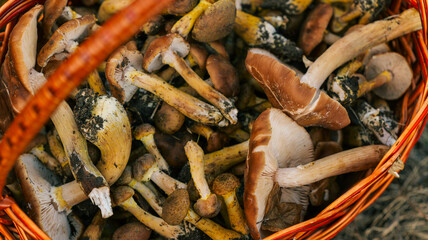 Freshly picked mushrooms in a rustic wicker basket, ready for cooking