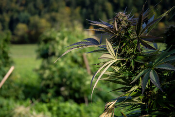 Cannabis plant on the background of the forest and meadow