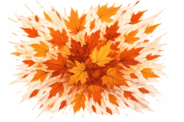 Autumn maple leaves bursting and exploding with vibrant orange and yellow colors on transparent background