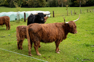 Scottish highland cattle in a meadow in Scotland, UK