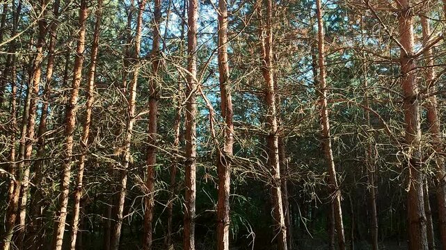 Pine forest. The light of the evening sun among pine trees in forest on summer evening. Many pine tree trunks growing in wild. Coniferous forest. Pine needles. Wildlife. Nature. Natural background