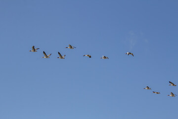 Flying geese migrating to warmer places