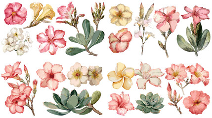 Watercolor botanical set of desert rose flowers and leaves in pink yellow and white tones. Elegant floral illustration perfect for decorative design invitations patterns and garden themed artwork.