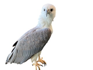 White Grey Eagle Bird With Fierce Eyes Against White Background