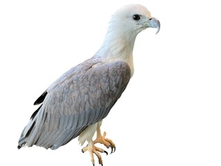 White Headed Eagle Bird Close Up Profile View In Studio Lighting