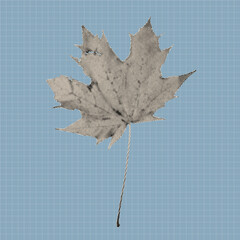 Vintage halftone maple leaf illustration created with black dots on a textured background. Retro botanical vector design element suitable for posters, prints, stickers, and modern graphic artwork.