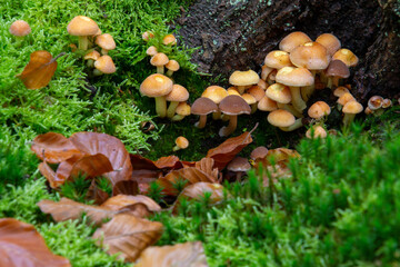Close-up of a group of mushrooms