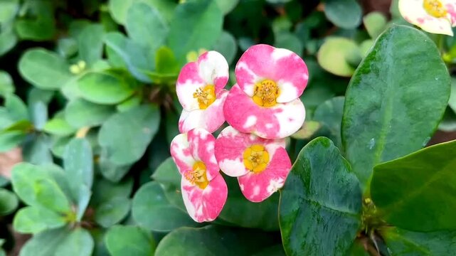 Beautiful blooming Euphorbia Milia or crown of thorns flower or Christ plant. This flower is ornamental succulent plant with densely spiny stems and pretty colorful petal.