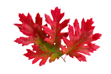 Vibrant red oak leaves on a green backdrop. Isolated trasparent Png.