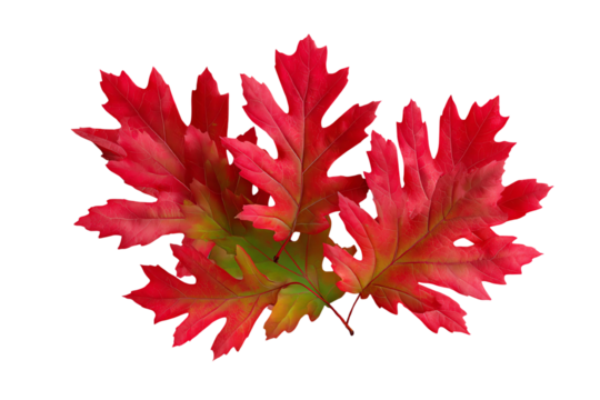 Vibrant red oak leaves on a green backdrop. Isolated trasparent Png.