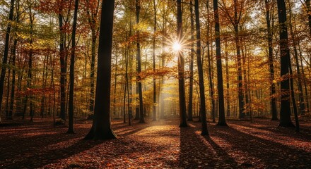 Fototapeta premium Stunning autumn sunlight beaming through vibrant golden forest trees, casting long shadows across the leaf-strewn ground in a tranquil woodland scene