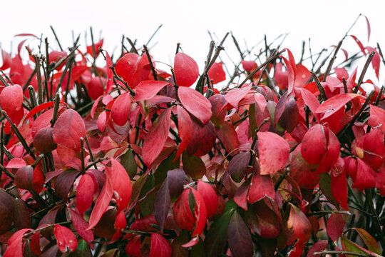 Colorful red leaves create a vibrant scene in a garden during autumn season