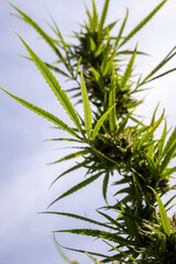 Cannabis plant with leaves and buds against the skyjuana