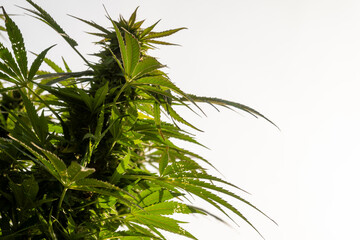Cannabis leafs on white background with copy space. Growing cannabis indica.