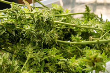cannabis buds on the table in the kitchen of a restaurant